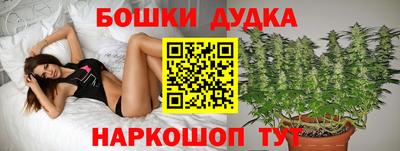 индика Новодвинск